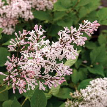 Syringa patula Violet Uprising - Dwergsering