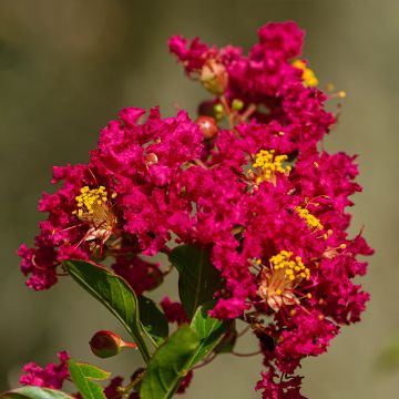 Lagerstroemia indica Caroline Beauty - Indische sering
