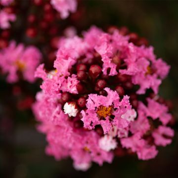 Lagerstroemia indica Enduring Pink - Indische sering
