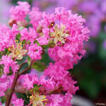 Lagerstroemia indica Girl With Love - Indische sering