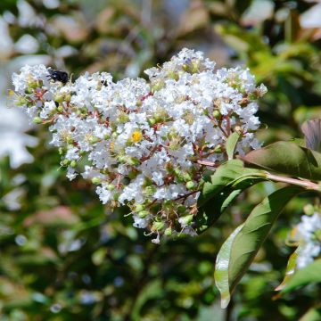 Lagerstroemia indica White Chocolate - Indische sering
