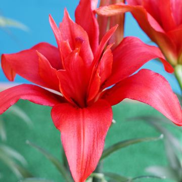 Lis asiatique double Bald Eagle