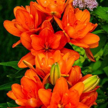 Lis asiatique double Hulk