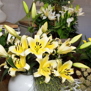 Lilium Catina - Oriëntaalse lelie