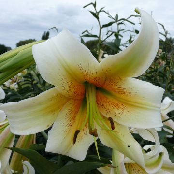 Lilium Mister Cas - Aziatische Lelie