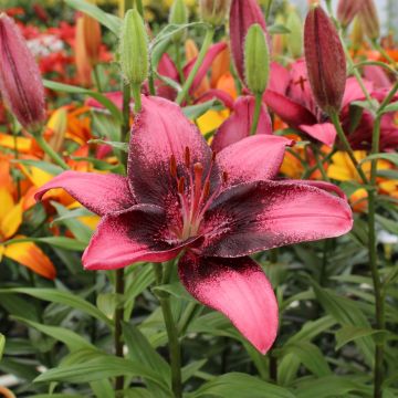 Lilium Purple Eye - Aziatische lelie