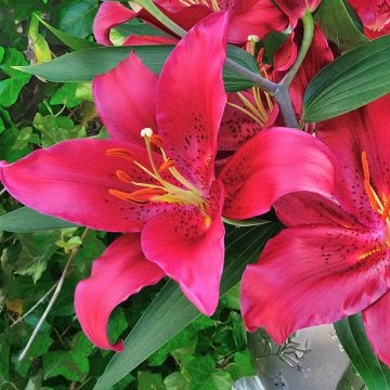 Lilium Ferrero - Oriëntaalse lelie