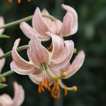 Lilium martagon Pink Morning - Turkse lelie