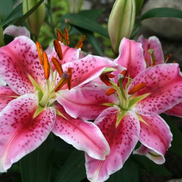 Lilium Imperial Crimson NA - Oriëntaalse lelie