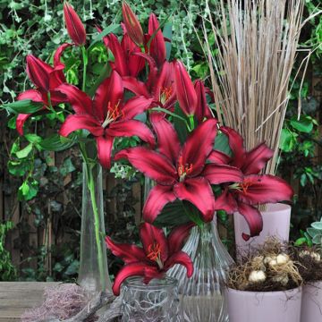 Lilium Firebolt - Oriëntaalse lelie