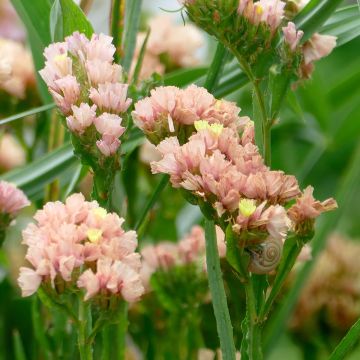 Limonium sinuatum QIS Apricot (zaad) - Statice