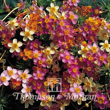 Linanthus androsaceus French Hybrids (zaad) - Leptosiphon