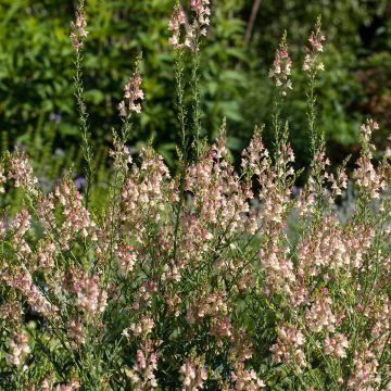 Linaria purpurea Peachy - Vlasleeuwenbek