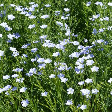 Linum grandiflorum Blue Dress (zaad) - Rood vlas