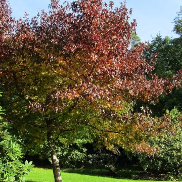 Liquidambar styraciflua Andrew Hewson - Amberboom
