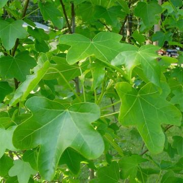 Liquidambar styraciflua Rotundiloba - Amberboom