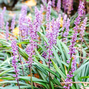 Liriope muscari Lilac Wonder - Leliegras