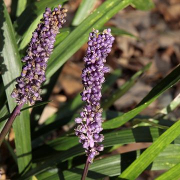 Liriope muscari Royal Purple - Leliegras