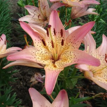 Lilium Pink Pixie - Aziatische Lelie