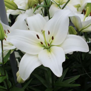 Lilium Navona - Aziatische lelie