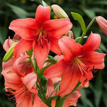 Lilium Pearl Loraine - Aziatische lelie
