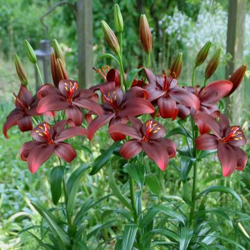 Lilium Royal Kiss - Aziatische lelie