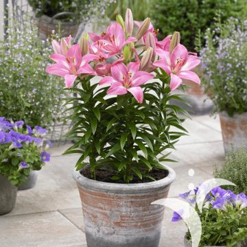 Lilium Rozalynn - Oriëntaalse lelie