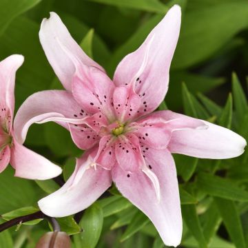 Lilium Elodie - Oriëntaalse lelie
