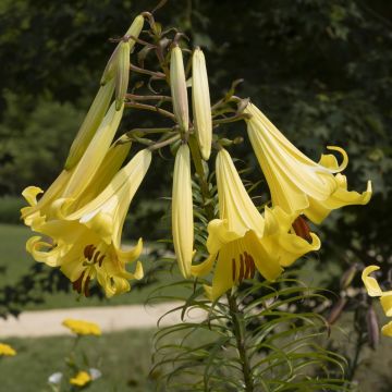 Lilium Honeymoon - Oriëntaalse lelie