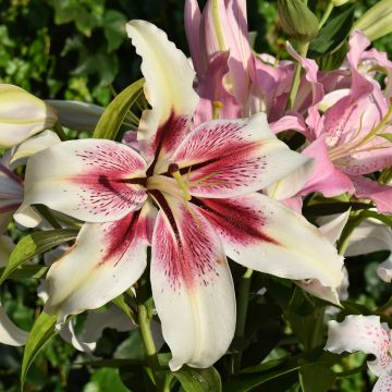 Lilium Lavon - Oriëntaalse lelie