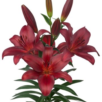 Lilium Bataleon - Aziatische Lelie