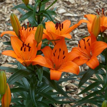 Lilium - Orange Pixie - Aziatische Lelie