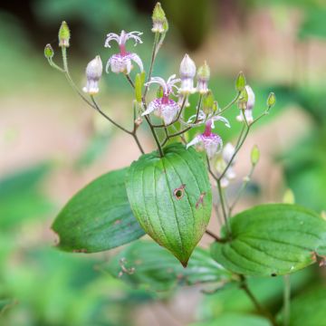 Tricyrtis macropoda - Paddenlelie