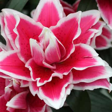 Lilium Roselily Samantha - Oriëntaalse lelie