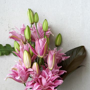 Lilium Roselily Viola - Oriëntaalse lelie