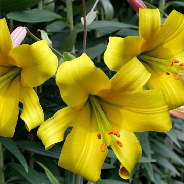 Lilium Golden Splendor - Trompetlelie
