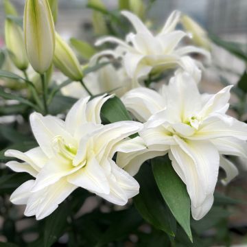 Lilium Roselily Samuela - Oriëntaalse lelie