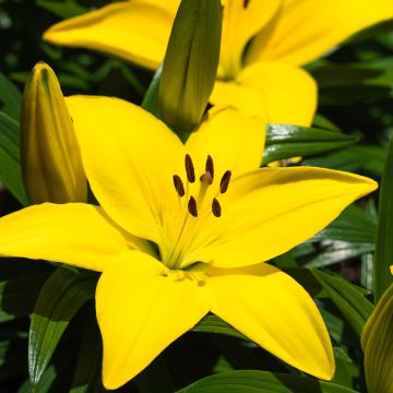 Lilium Fuenta - Aziatische Lelie