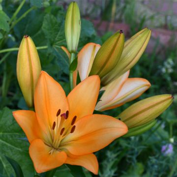 Lilium Menton - Trompetlelie