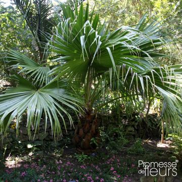 Livistona chinensis - Chinese waaierpalm