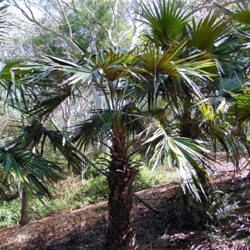 Livistona fulva - Waaierpalm