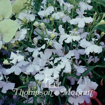 Lobelia erinus White Cascade (zaad) - Hanglobelia