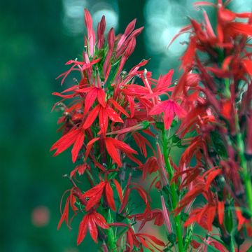 Lobelia cardinalis - Scharlaken lobelia
