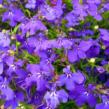 Lobelia Crystal Palace - Hanglobelia