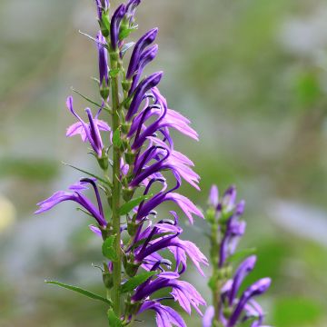 Lobelia sessilifolia - Waterlobelia