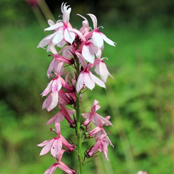 Lobelia speciosa Fan Orchid Roze - Scharlaken lobelia