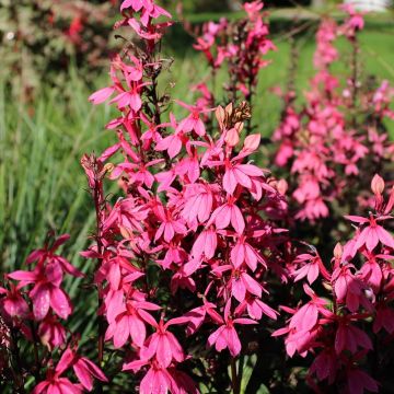 Lobelia speciosa Fan Salmon - Scharlaken lobelia