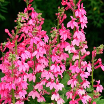 Lobelia speciosa Pink Flamingo - Scharlaken lobelia