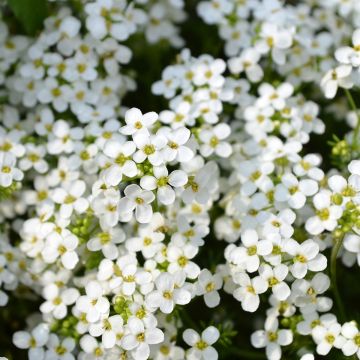 Lobularia maritima Sweet White (zaad) - Zilverschildzaad