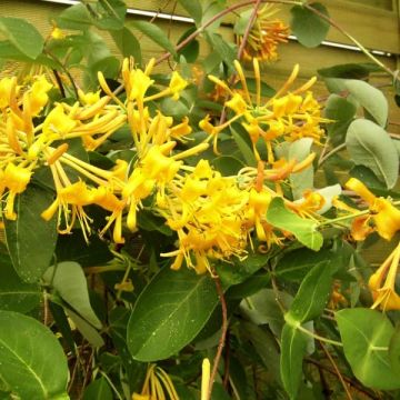 Lonicera Mandarin - Kamperfoelie